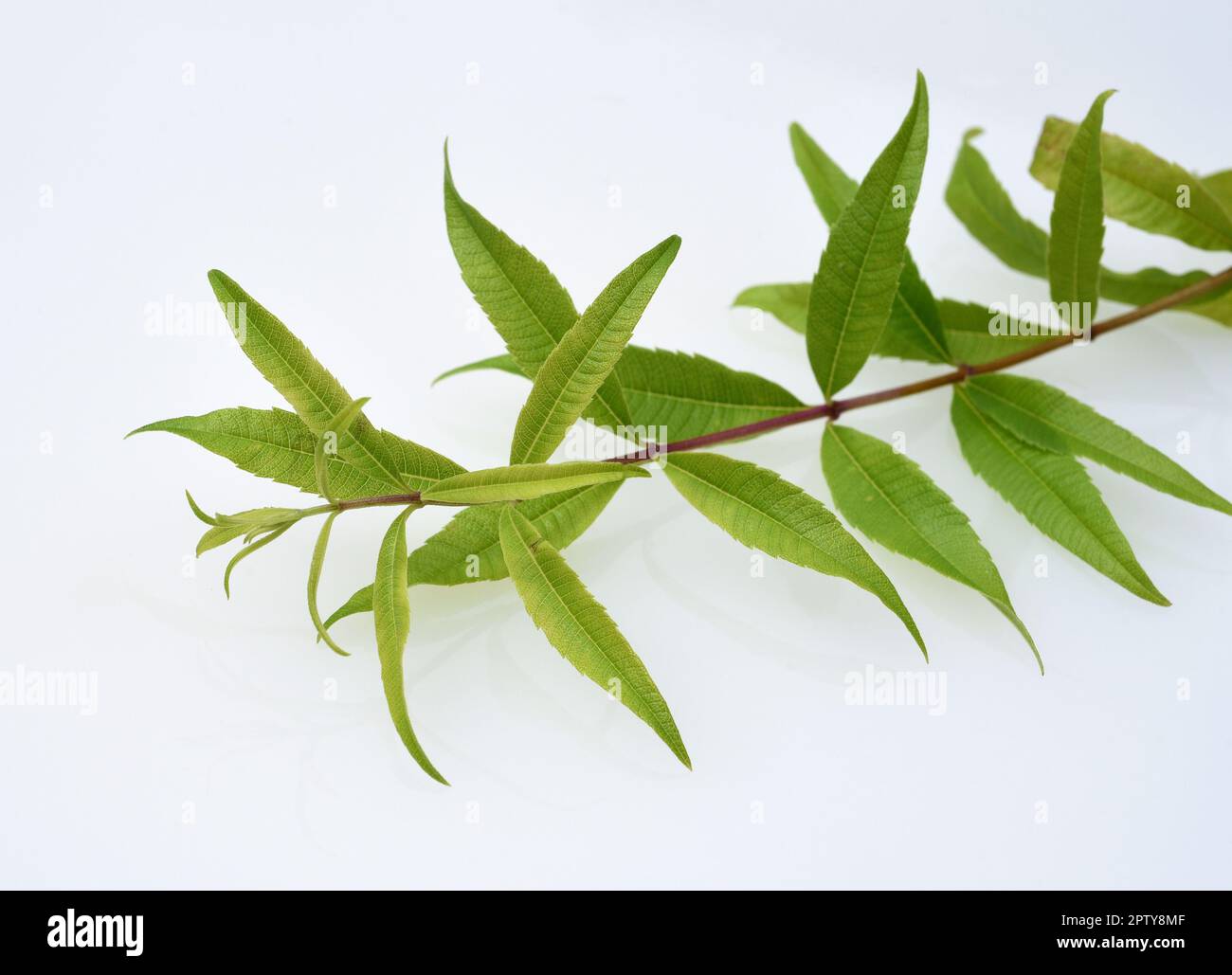 Zitronenverbene, Verveine Lippia citrodora, Tist eine wichtige Heil- und Teepflanze. Lemon verbena, Verbena Lippia citrodora, is an important medicina Stock Photo