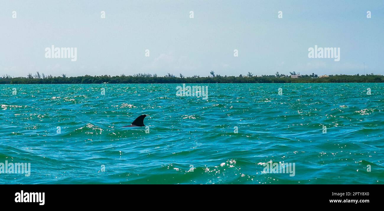 Dolphins swimming in the water off Isla Holbox Island in Quintana Roo Mexico Stock Photo Alamy