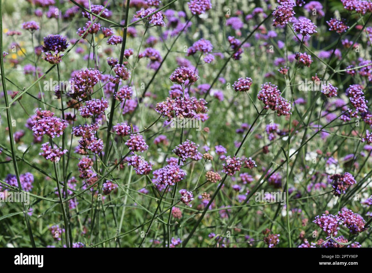 Patagonische Eisenkraut, Verbena bonariensis gehoert zur insgesamt ueber 250 Arten umfassenden Gattung Verbena und ist eine schoene Sommerblume. Patag Stock Photo