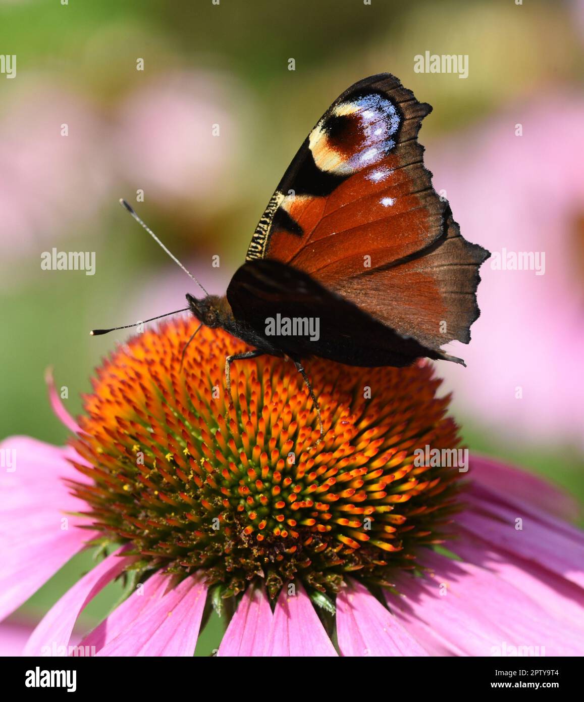 Schmetterlinge sind Insekten mit grossen Fluegeln. Butterflies are insects with large wings. Stock Photo