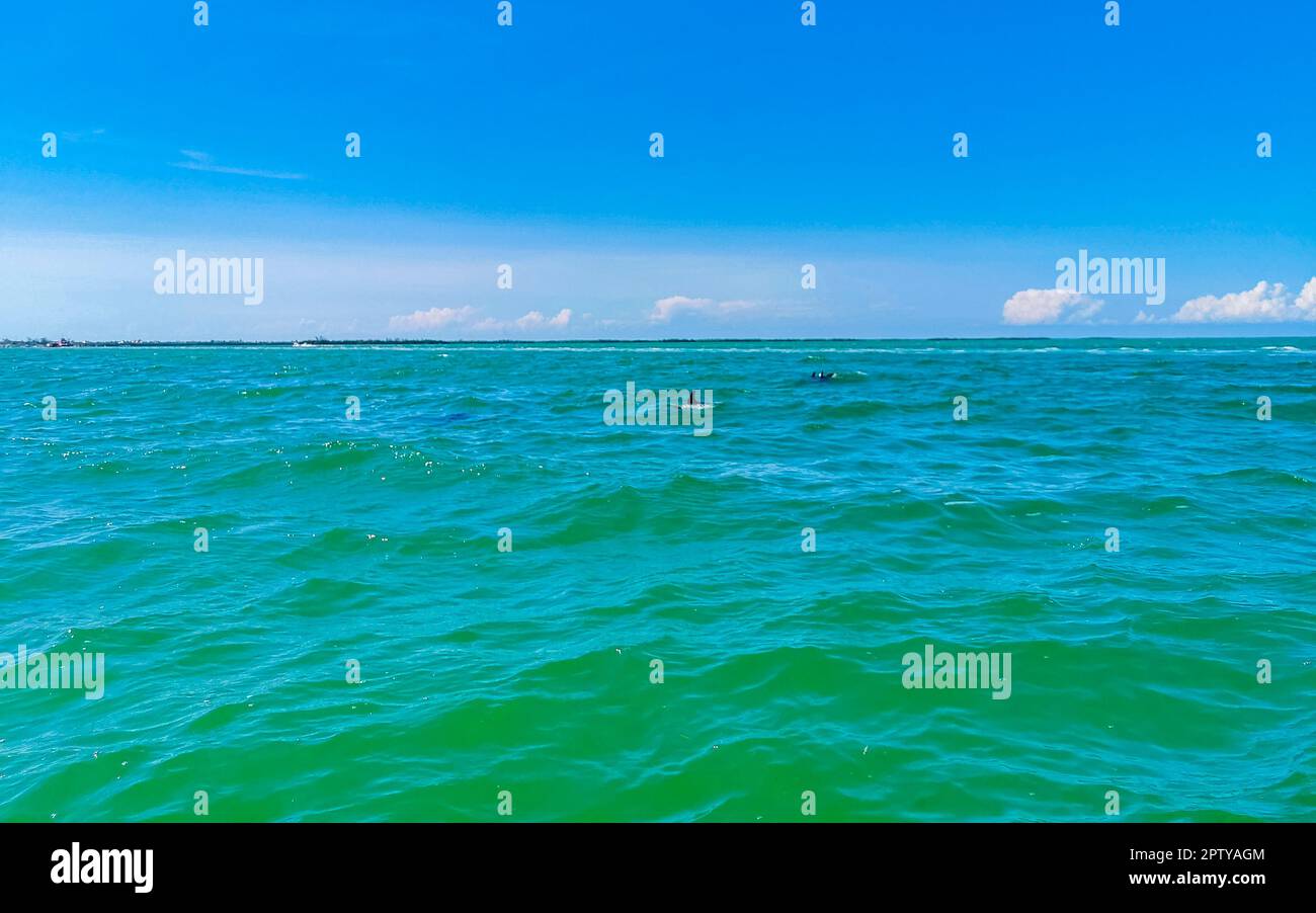 Dolphins swimming in the water off Isla Holbox Island in Quintana Roo Mexico Stock Photo Alamy