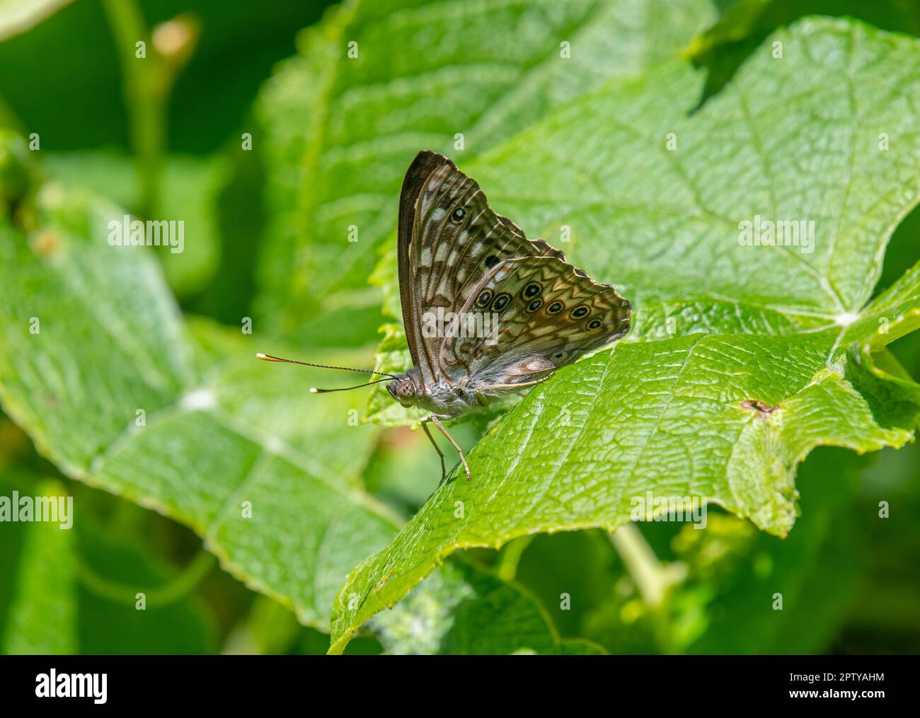 The beautiful and detailed underside of a Hackberry Emperor butterfly sitting on the foliage of a Missouri woodland. Stock Photo