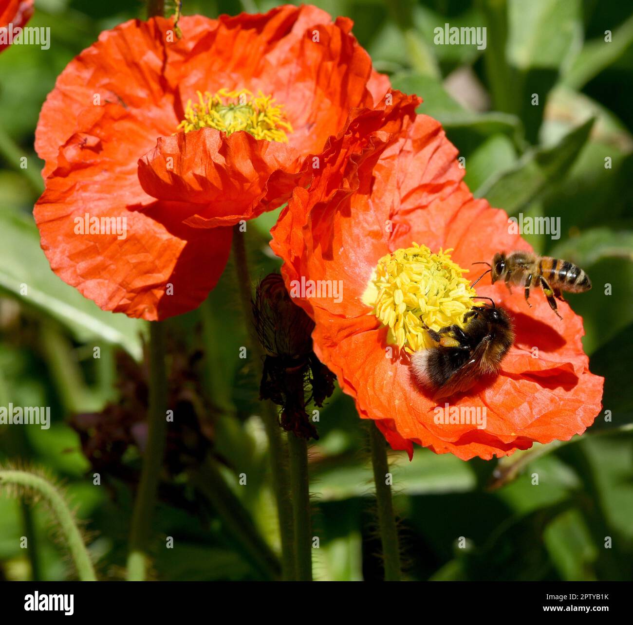 Biene, Apis mellifera, ist ein wichtiges Insekt zur Bestaeubung von ... Biene, Apis mellifera, ist ein wichtiges Insekt zur Bestaeubung von ...