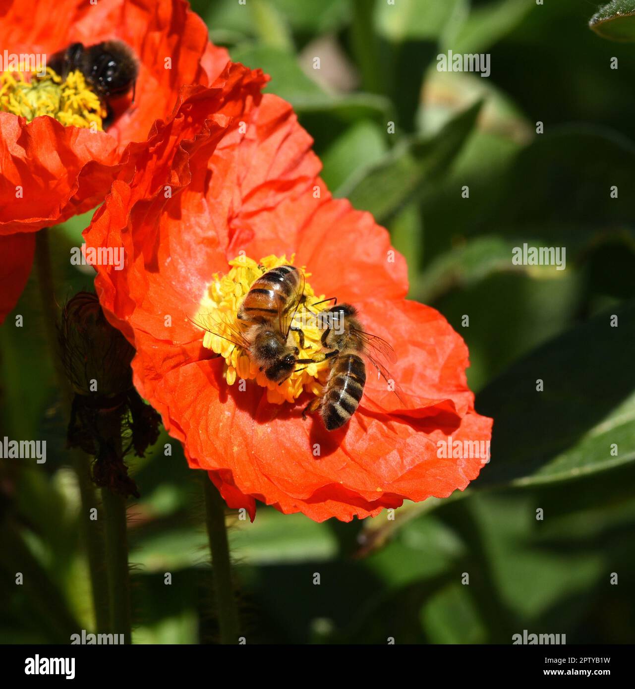 Biene, Apis mellifera, ist ein wichtiges Insekt zur Bestaeubung von ...