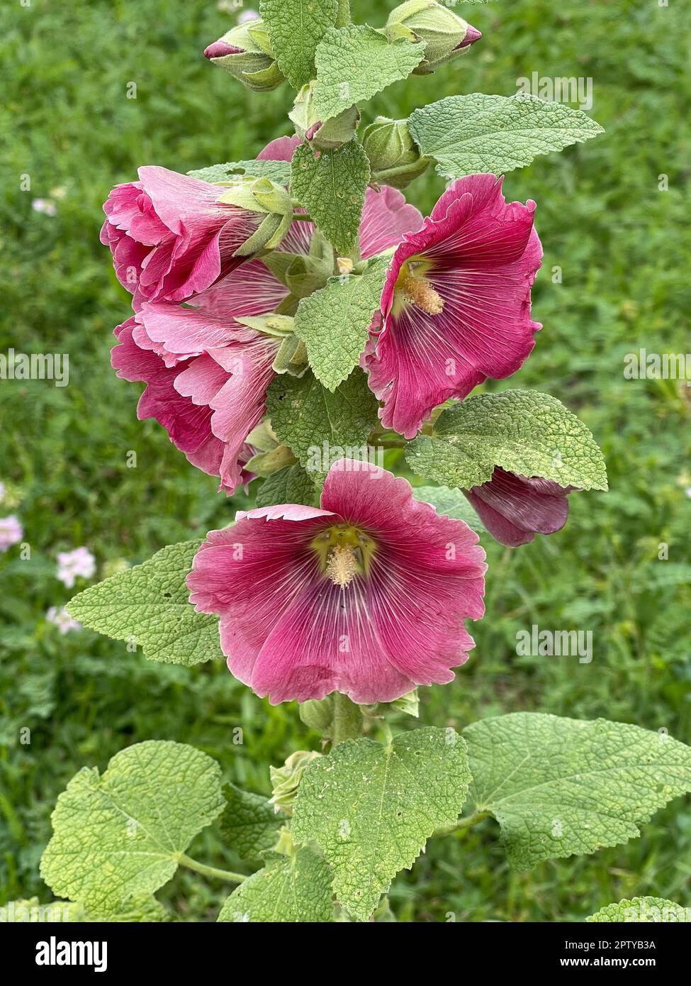 Stockrose, Alcea rosea, auch unter den Namen Stockmalve oder Bauernrose