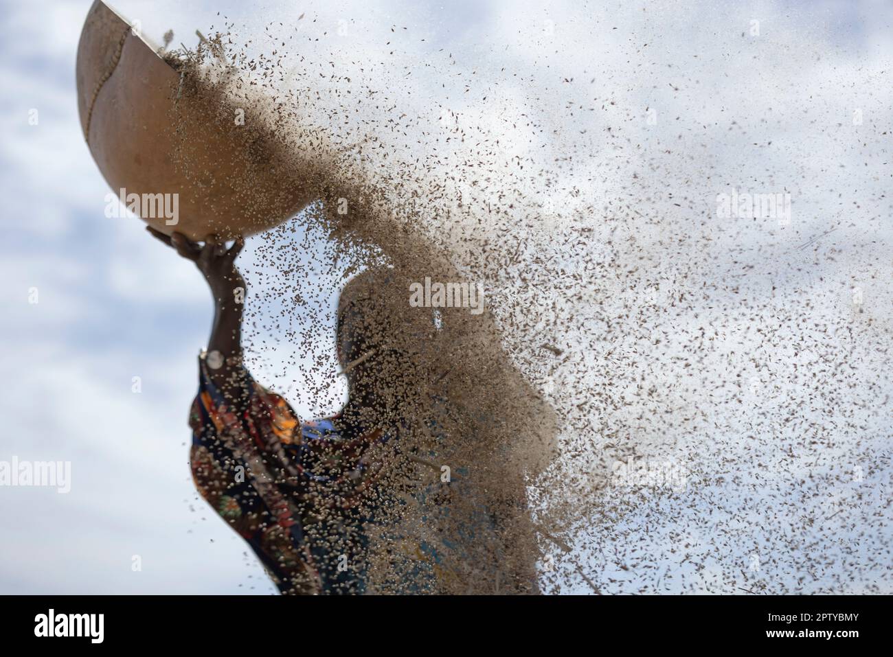 A muslim woman in traditional colorful dress winnows her millet grain crop on her farm in Segou Region, Mali, West Africa. 2022 Mali drought and hunger crisis. Stock Photo