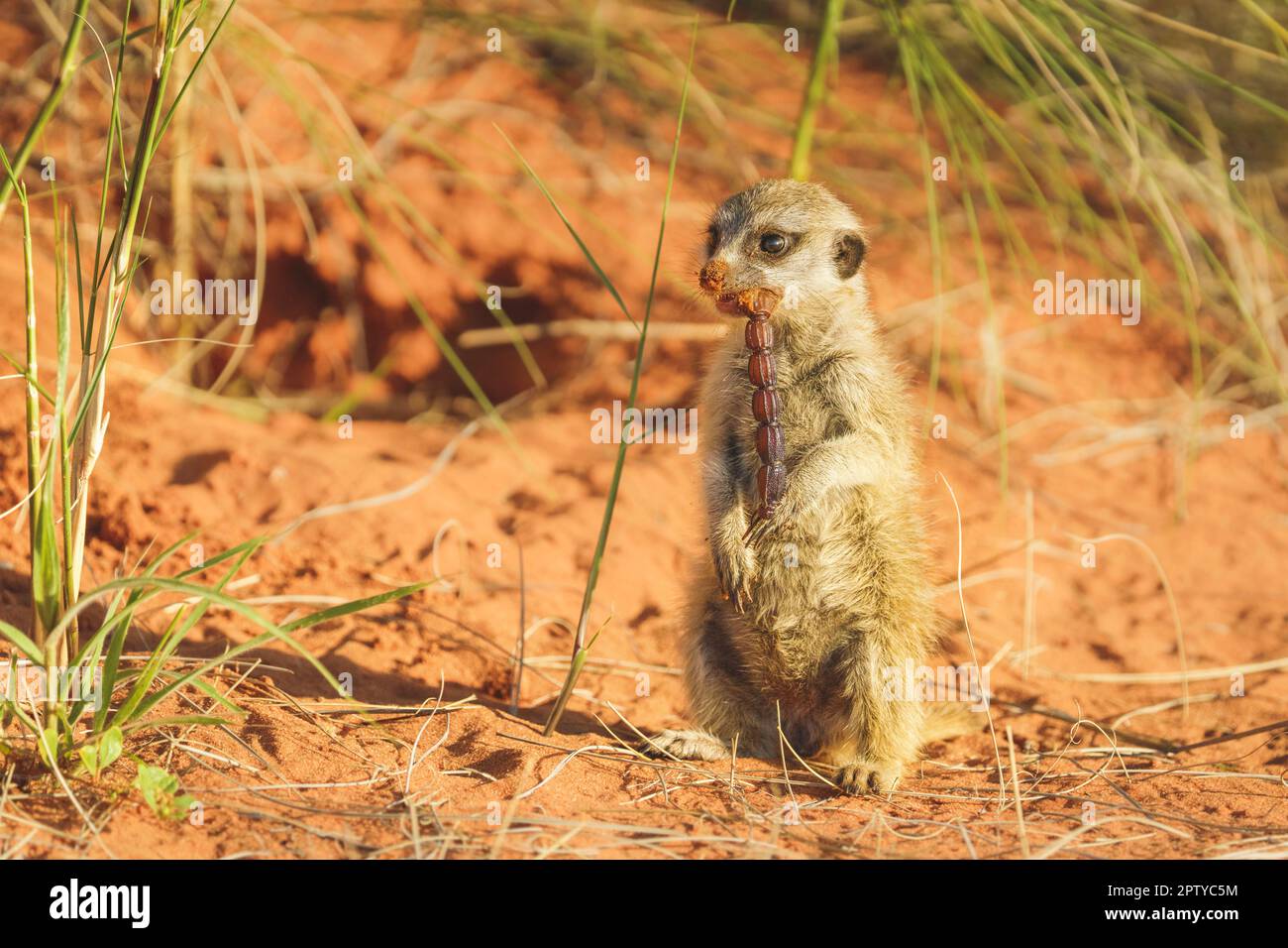Meerkat closeup portrait of the animal jumping, running. (Suricata