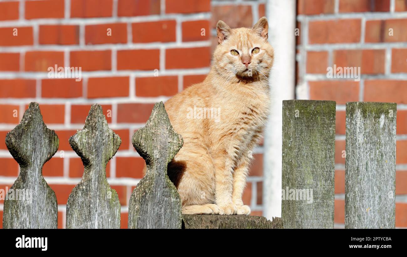 Cat on a fence Stock Photo - Alamy