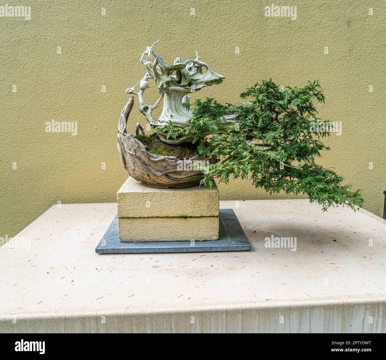 Bonsai tree at the Pacific Bonsai Museum in Federal Way, Washington