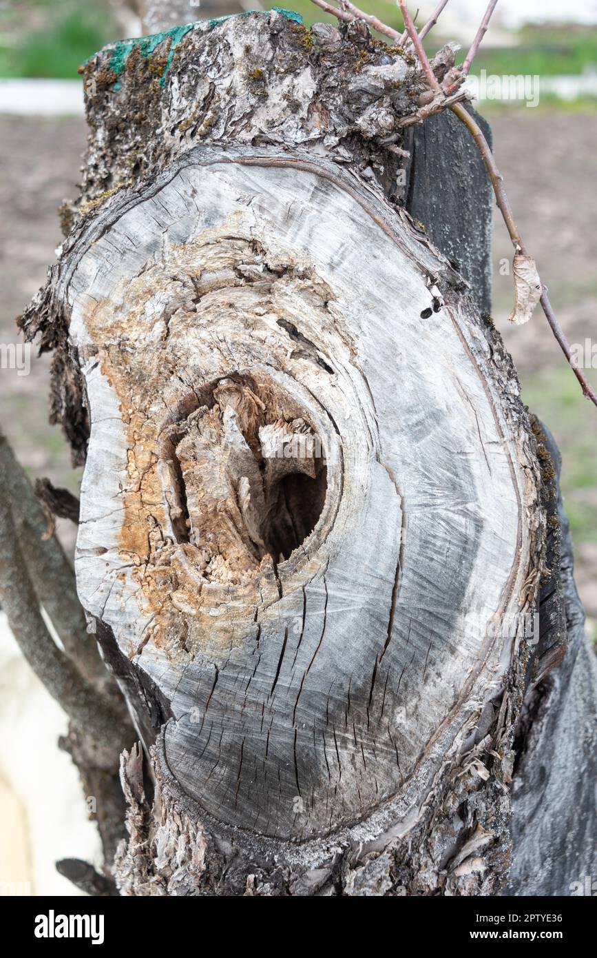 Hollow in the cut of an old apple tree in the garden. Rural, garden