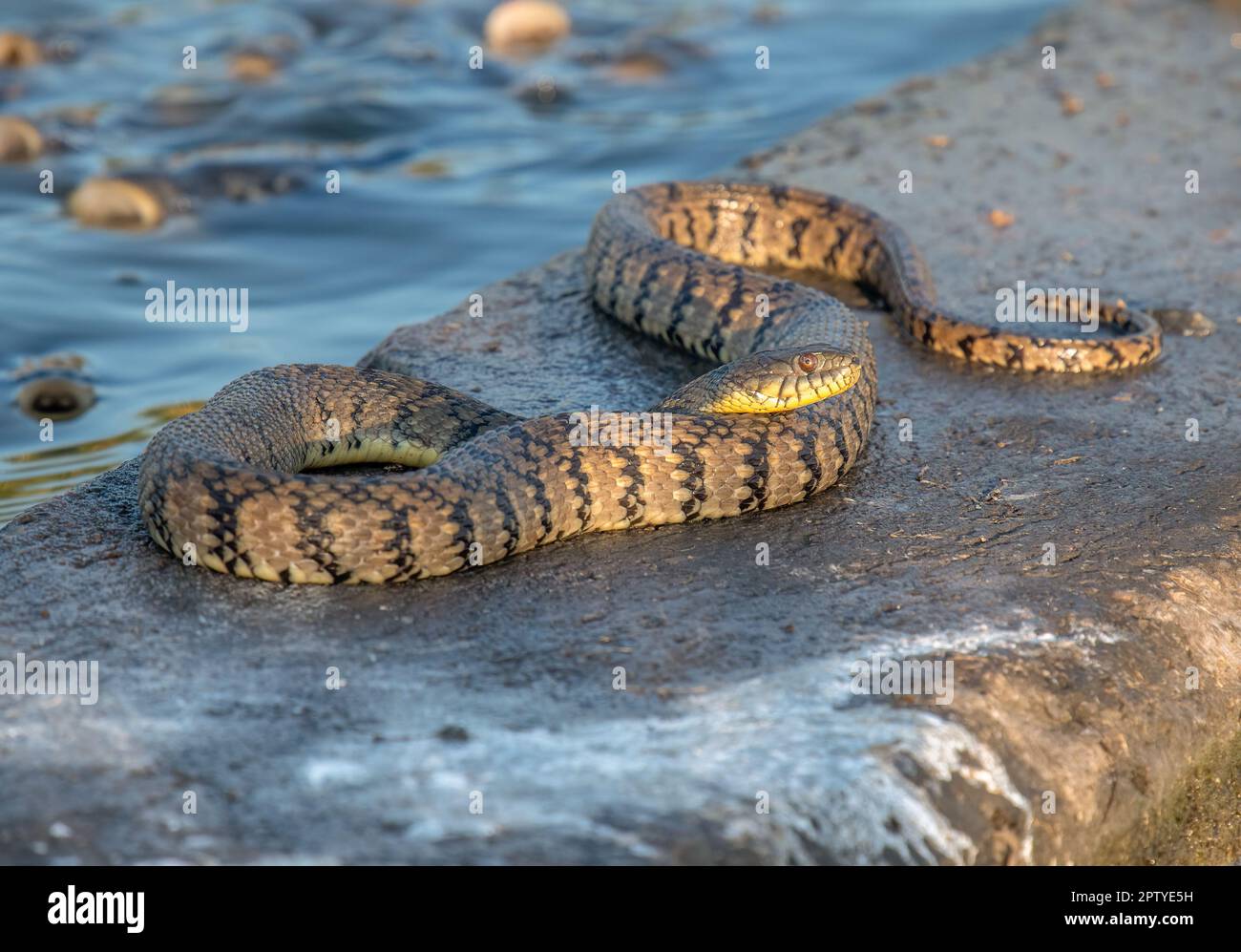 Fresh Look at Diamondback Water Snake Hi Res Stock Photography And Images
