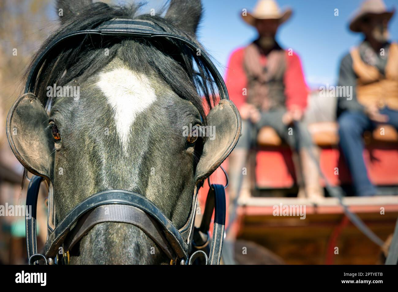 The brown eyes of a horse, used to pull a carriage, in historic downtown Tombstone, Arizona. Stock Photo