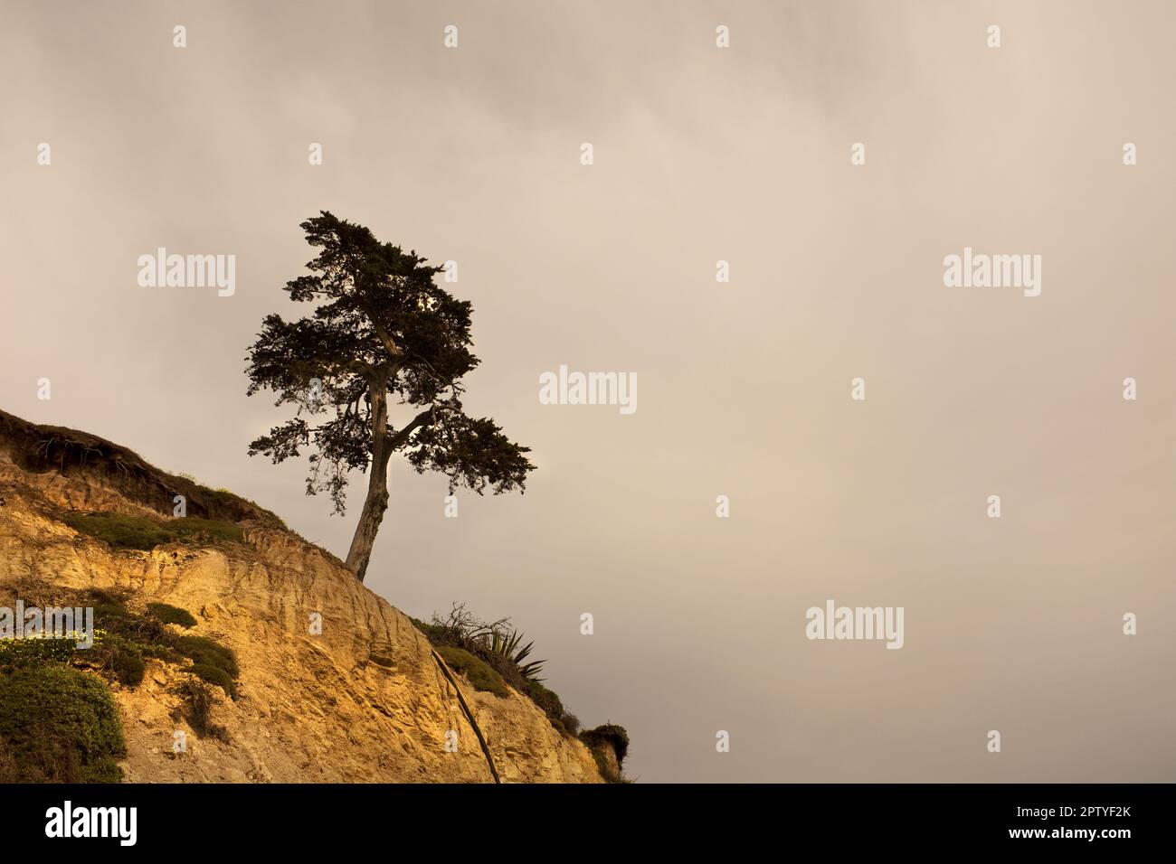 Lone Tree at edge of Windswept Cliff against Cloudy Sky Stock Photo
