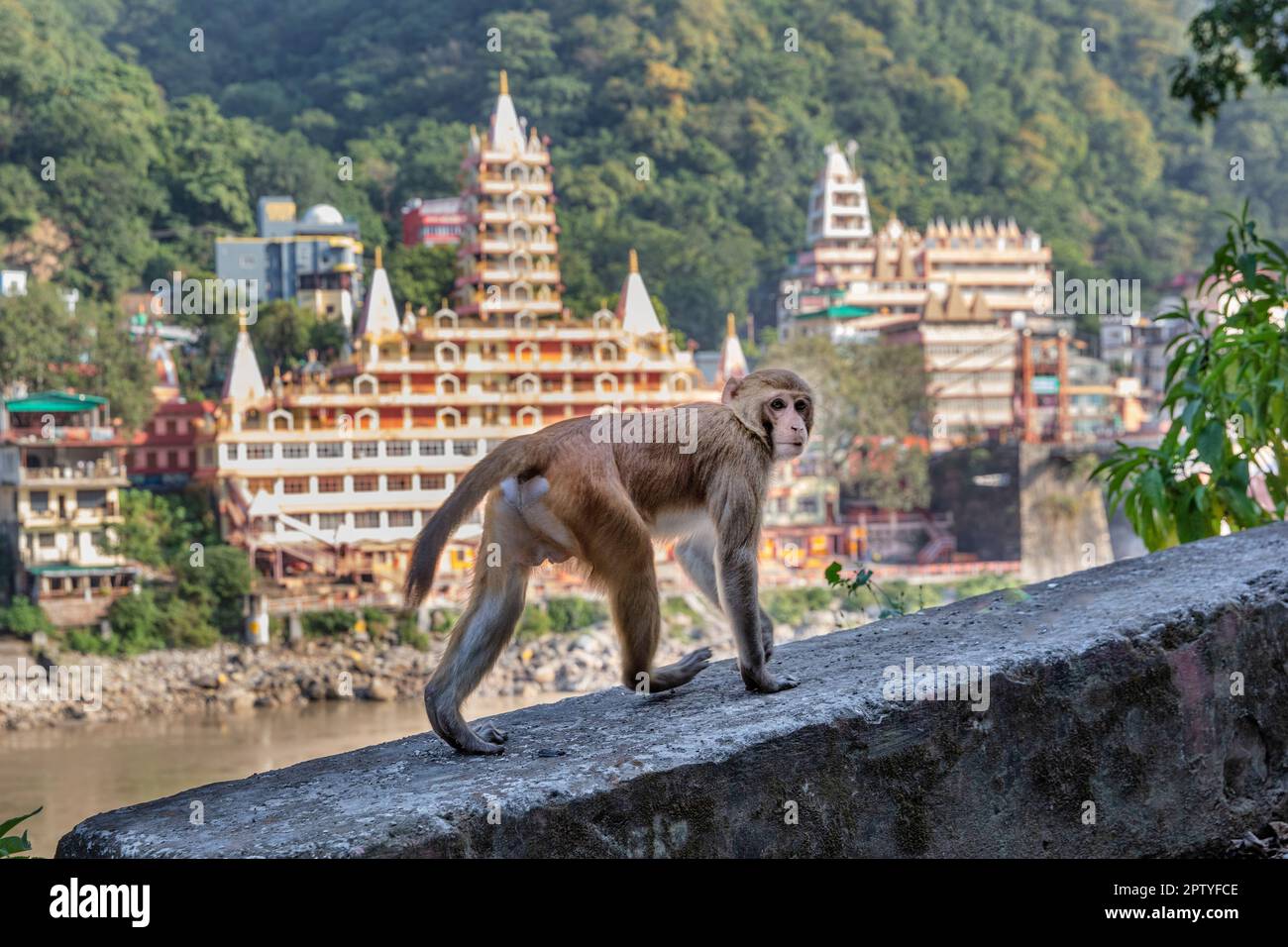 India, Uttarakhand, Rishikesh, Ganga, Ganges river, Nilkantha Mahadev temple. Rhesus Macaques monkey. Stock Photo