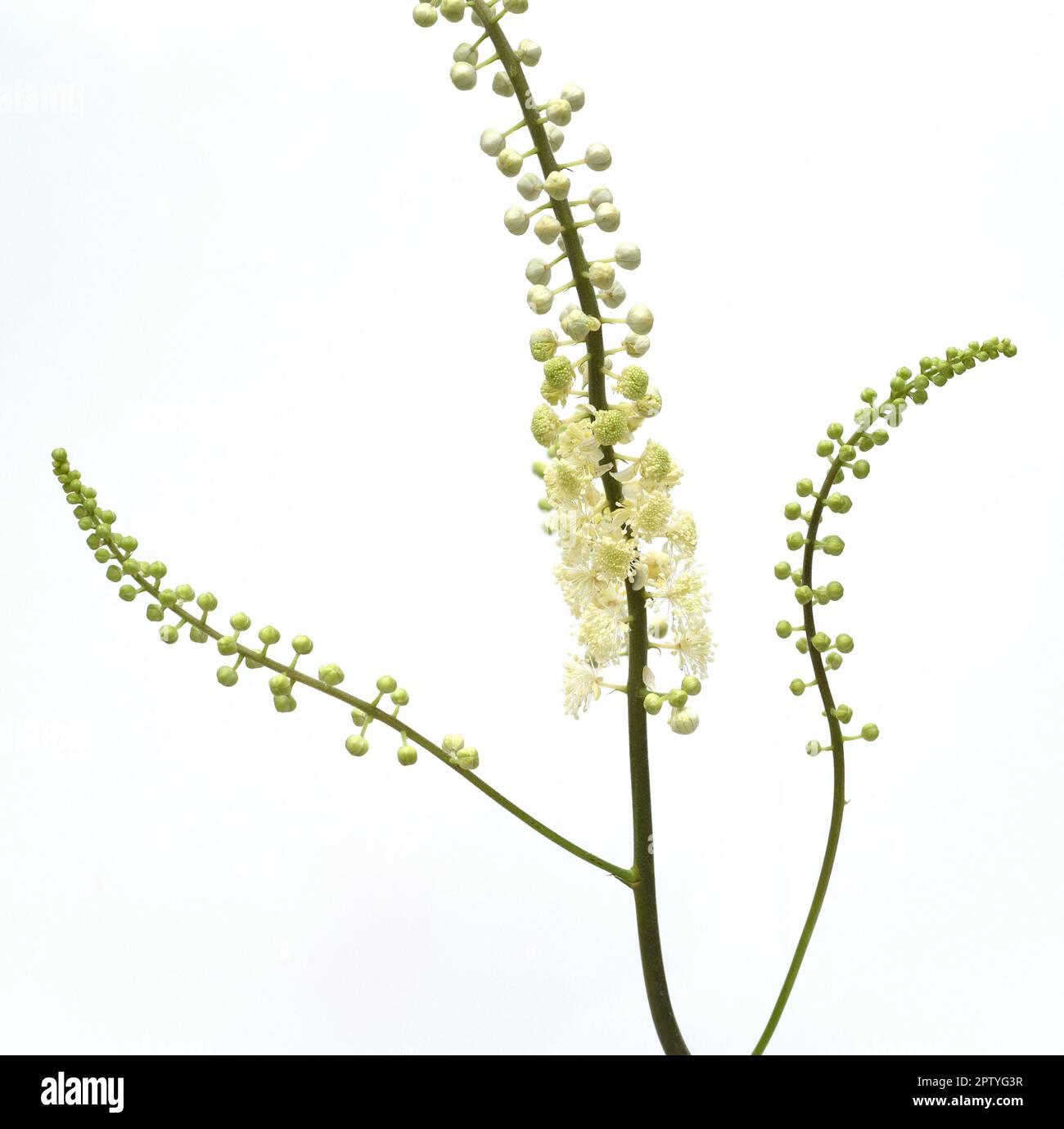 Traubensilberkerze, Cimicifuga racemosa ist eine wichtige  Heil- und Arzneipflanze. Black cohosh, Cimicifuga racemosa is an important medicinal and me Stock Photo