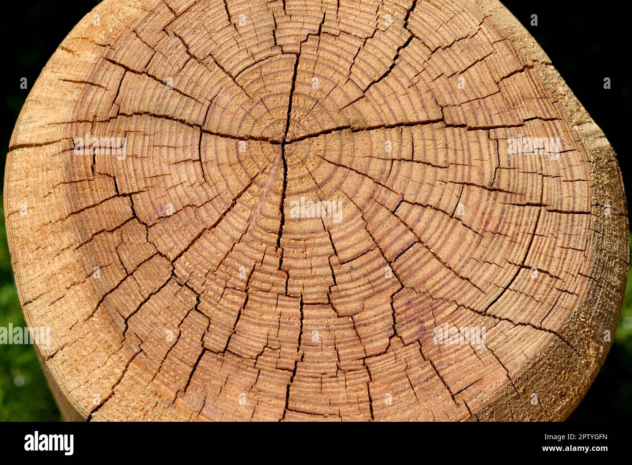 Annual tree growth rings with brown tonesdrawing Vector Image