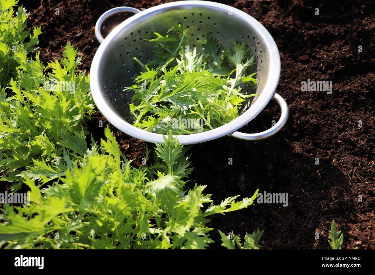The background of green leaves of japanese mustard mizuna in the garden