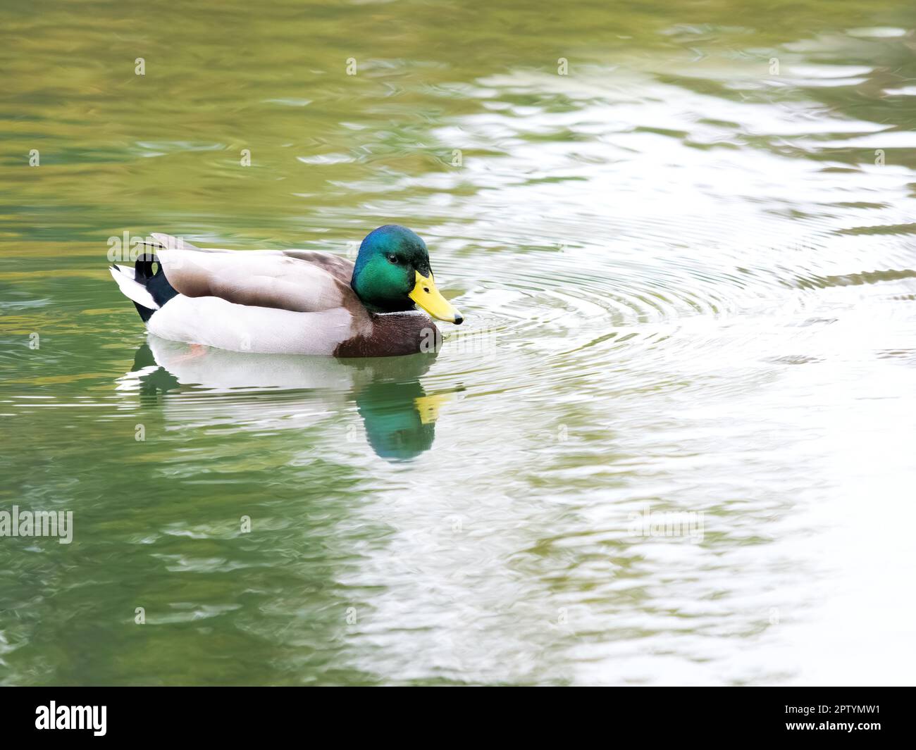Beautiful Duck in a Pond Stock Photo - Alamy