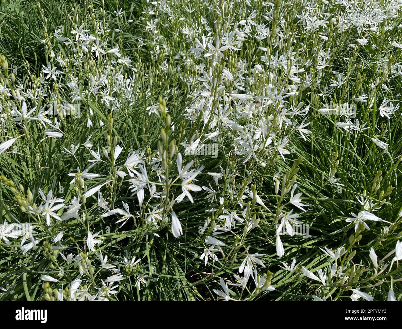 Astlose, Graslilie, Anthericum ist eine Blume mit weissen Blueten. Branchless, Grass Lily, Anthericum is a flower with white blossoms. Stock Photo