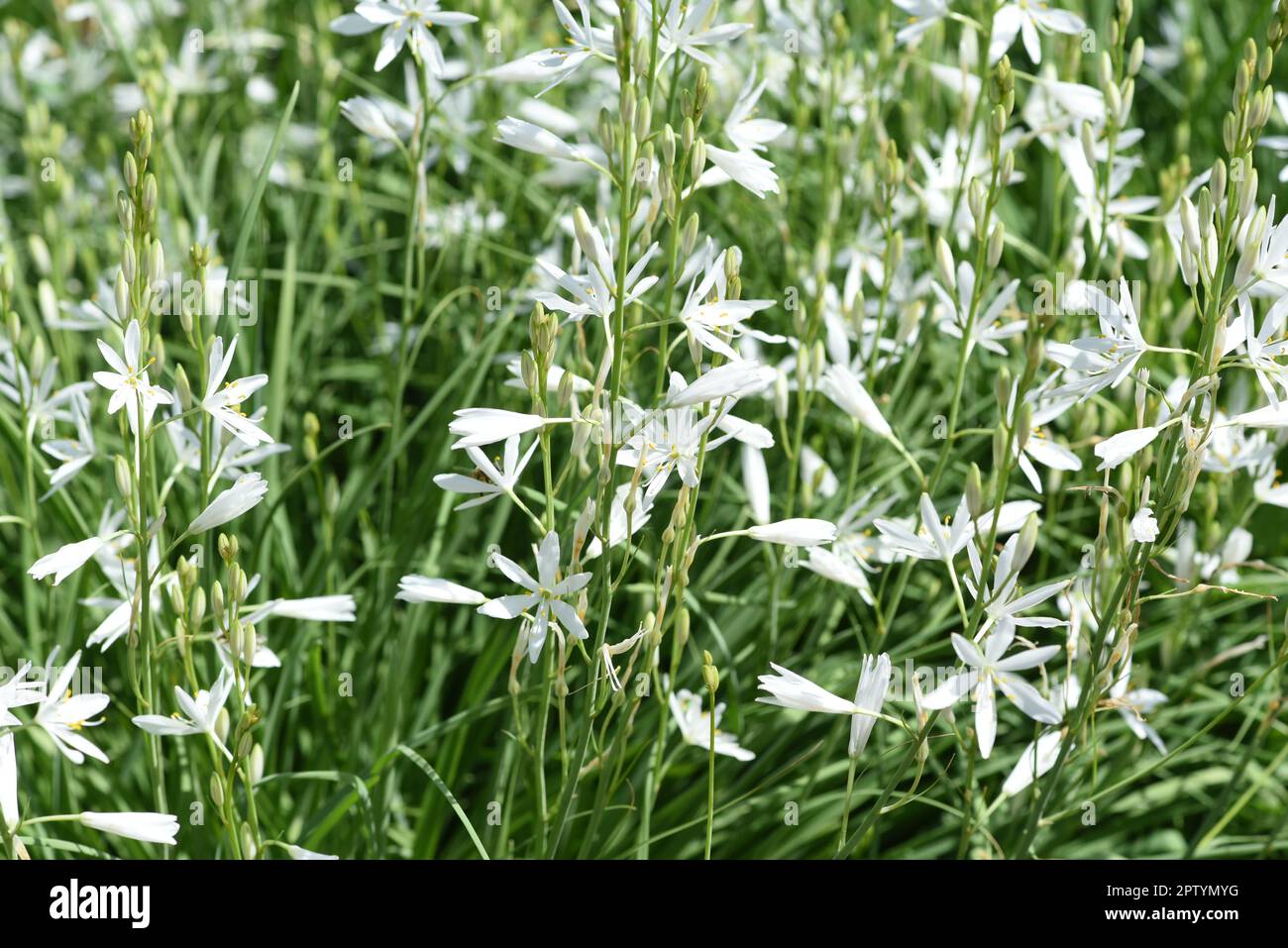 Blumen Mit Weissen Blten