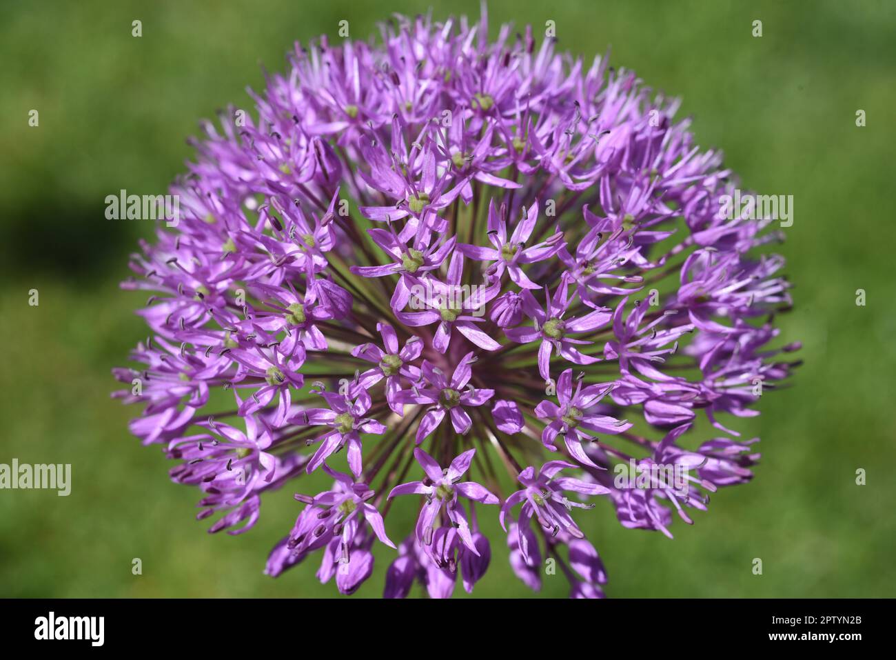 Zierlauch, Riesenlauch, Allium Giganteum ist eine wunderschoene