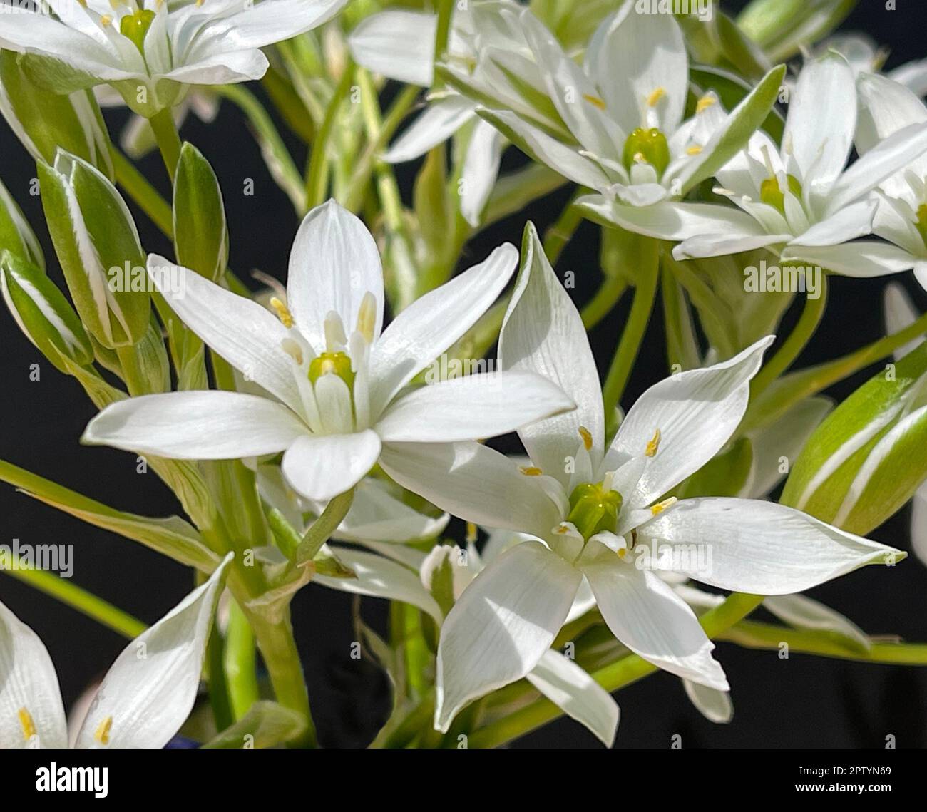 Milchstern, Ornithogalum umbellatum ist eine schoen bluehende Blume und