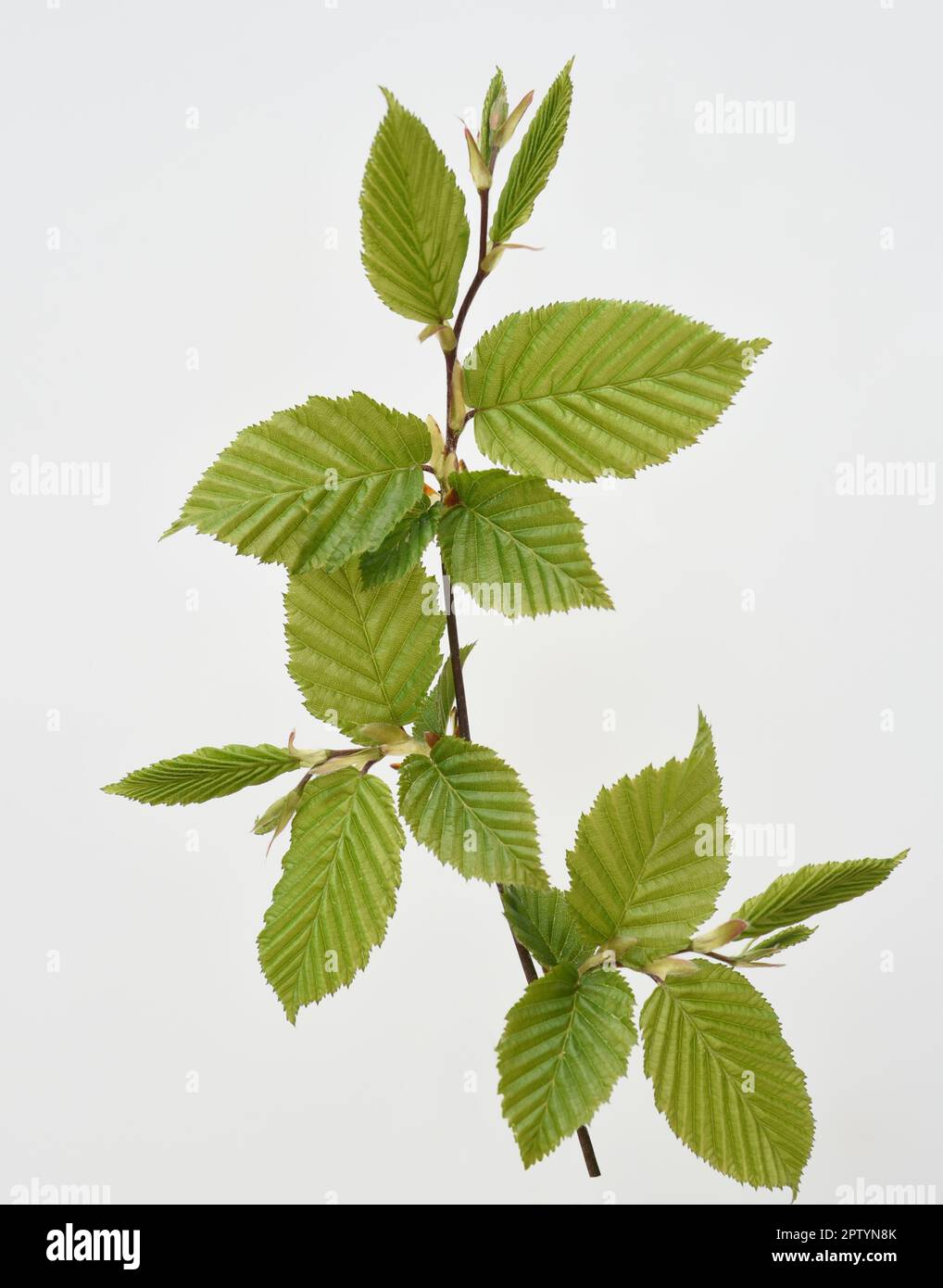 Hainbuche, Carpinus, betulus, ist ein Laubbaum der oft in unseren