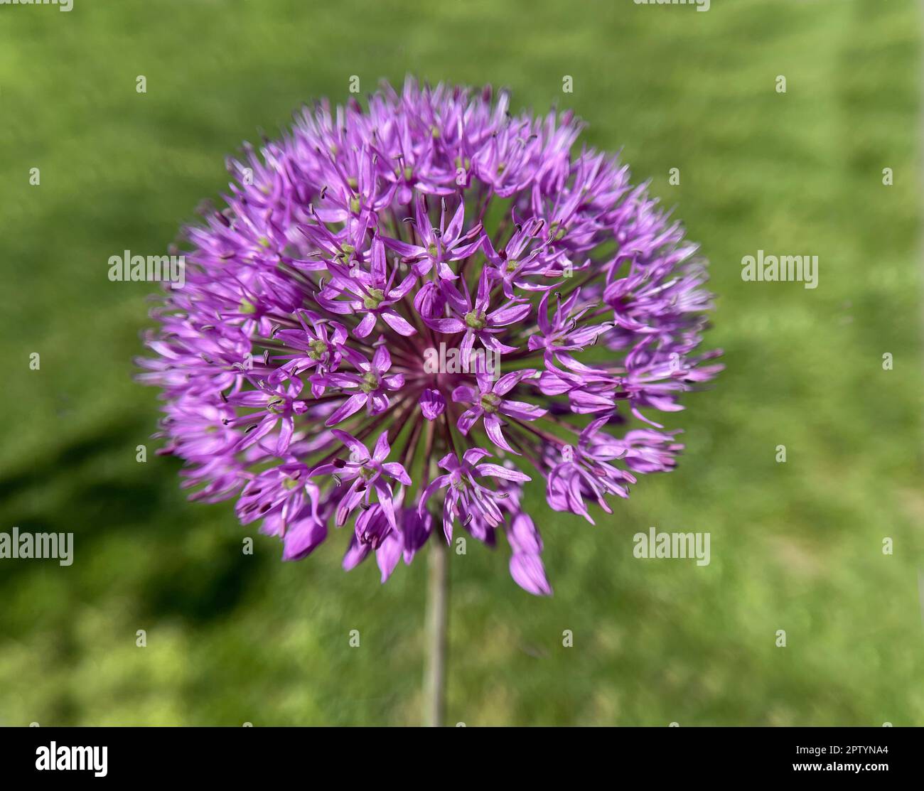 Zierlauch, Riesenlauch, Allium Giganteum ist eine wunderschoene