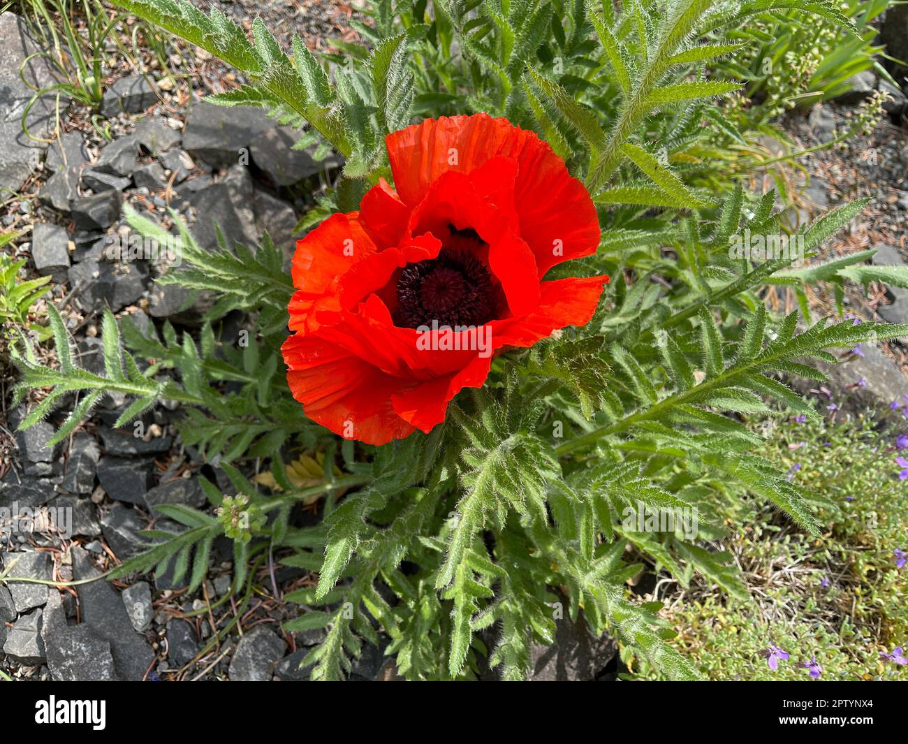 Falscher OrientMohn, Papaver, pseudoorientale, ist dem Tuerkischen Mohn, Papaver orientale zum