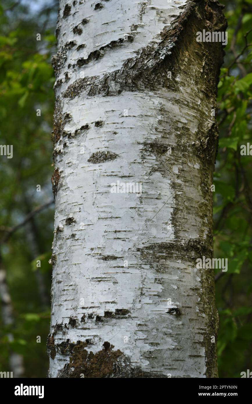 Birkenbaum, Birke Betula, ist ein heimischer, Baum der auch als Heilpflanze medizinisch verwendet wird. Birch tree, birch betula, is a native tree tha Stock Photo