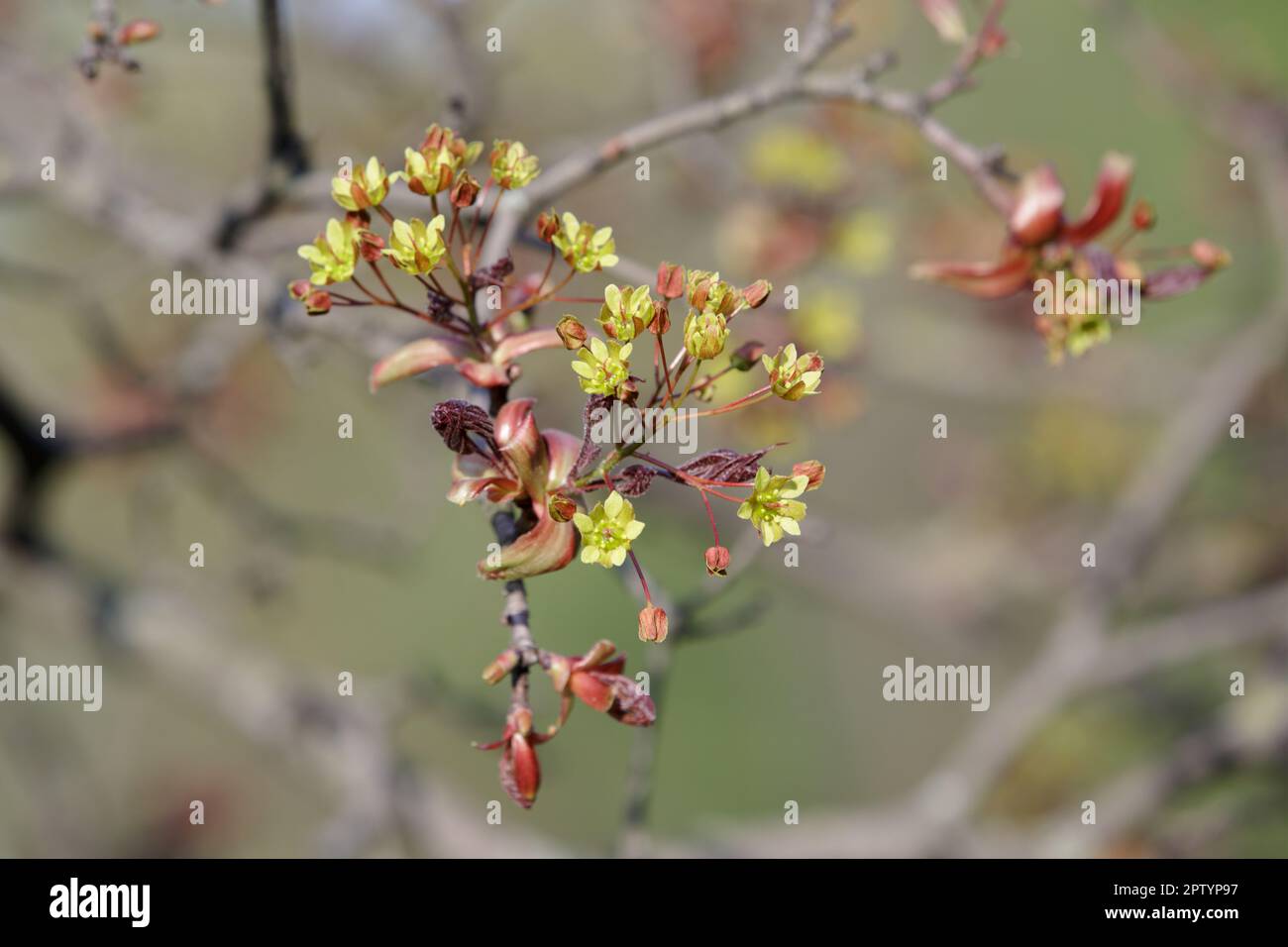 Maple flowers. Flowering maple branch with seeds in spring. Closeup of flowers and young leaves of the maple tree (Acer platanoides) Stock Photo