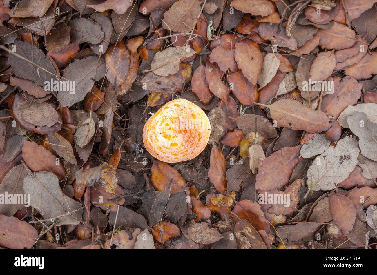 Saffron milk cap or lactarius deliciosus. Mushroom sprouting on a bed of fallen leaves Stock Photo