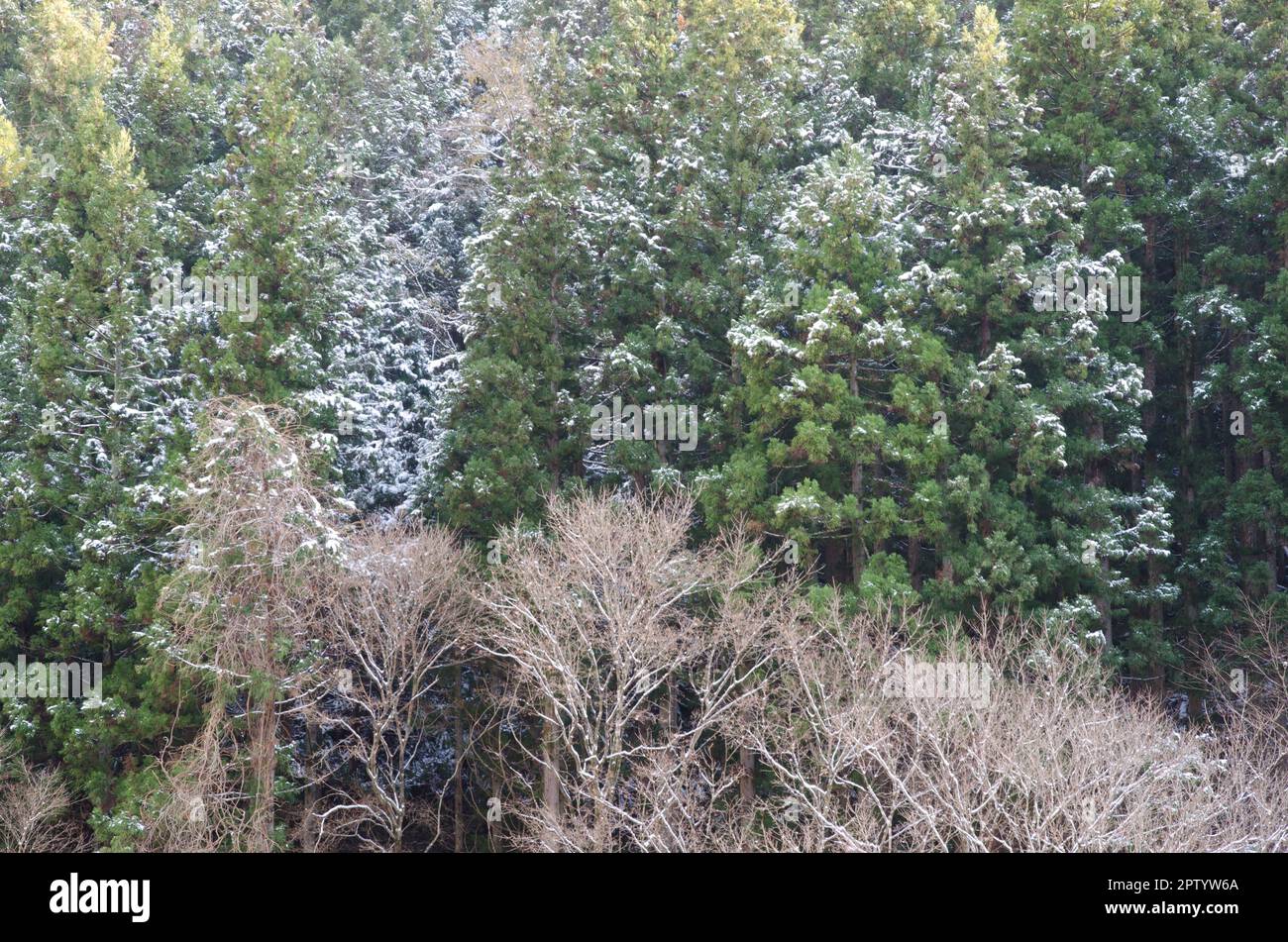 Mixed forest in the Kogen National Park. Chubu Region. Japan