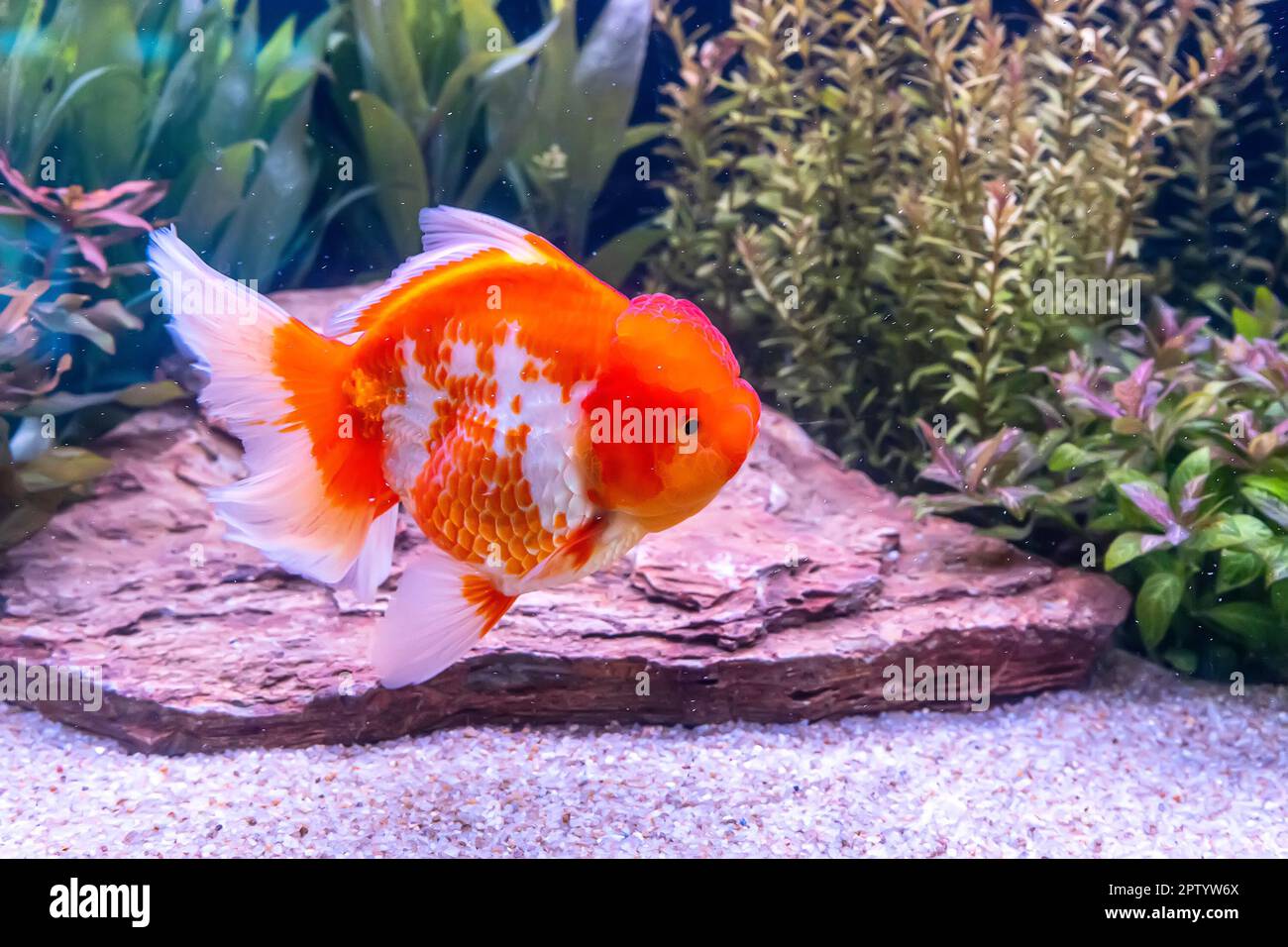 Image showcasing The goldfish in the cabinet on nature background Stock Photo - Alamy