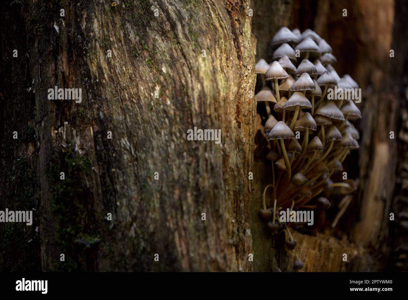 Toadstool, poisonous mushroom. Forest mushrooms on a rotting tree trunk with moss. A group of poisonous mushrooms on rotten stump in the forest Stock Photo