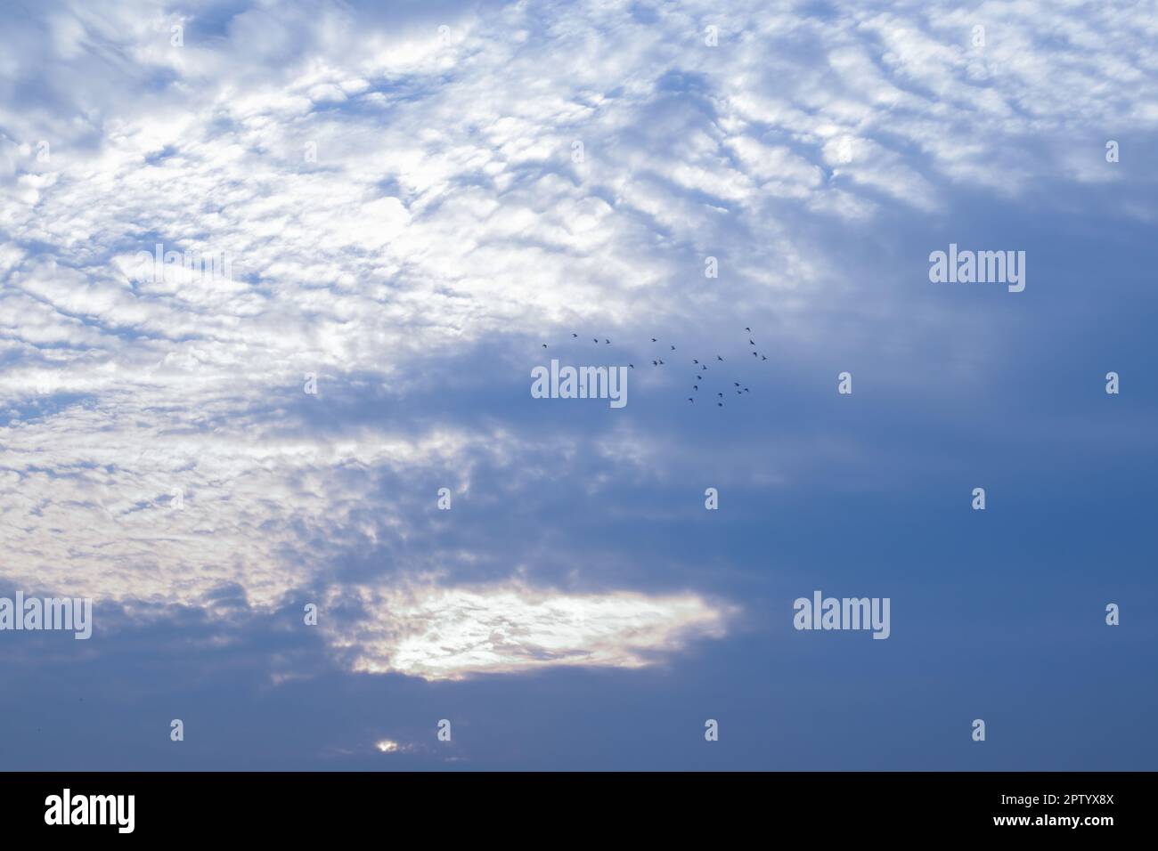 Silhouette view flying birds hi-res stock photography and images - Alamy