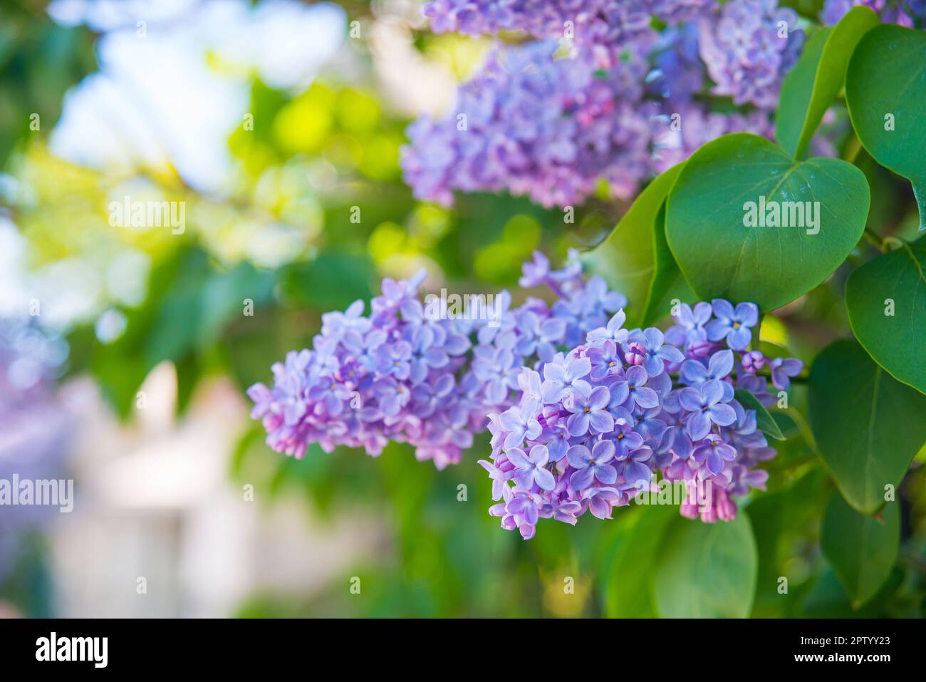 Plantas flores syringa vulgaris hi-res stock photography and images - Alamy