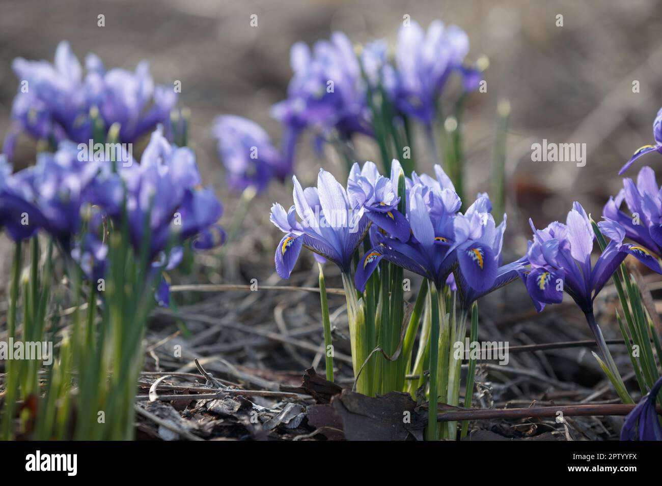 Iris reticulata. Mini blue Iris in early spring. miniature blue iris  reticulata flower bush Stock Photo