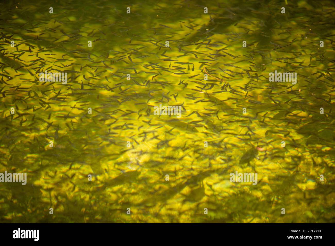 Various Schools of Fish in the everglades Stock Photo