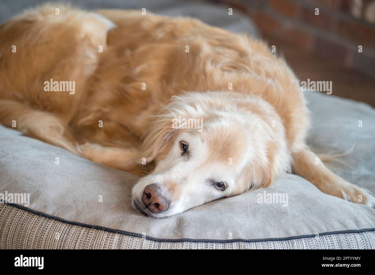Senior male Golden Retriever sleeping on his dog bed Stock Photo - Alamy
