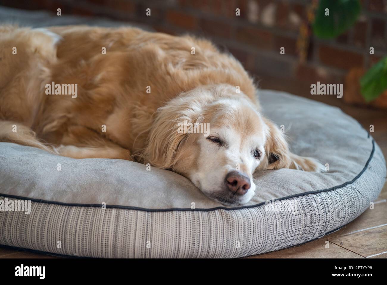 Senior male Golden Retriever sleeping on his dog bed Stock Photo Alamy