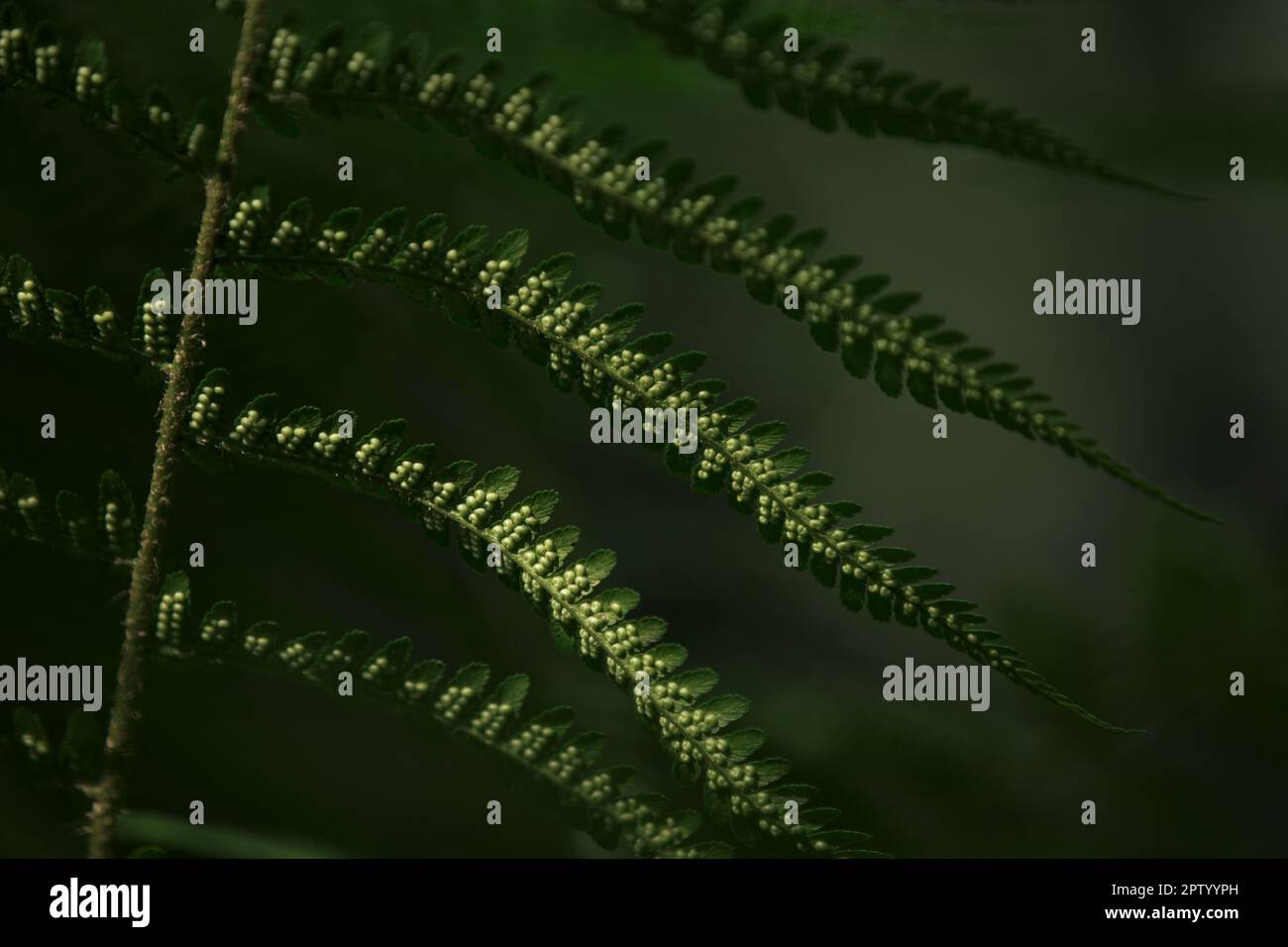 Fern leaf with seeds. Spores on the backside of the fronds Stock Photo