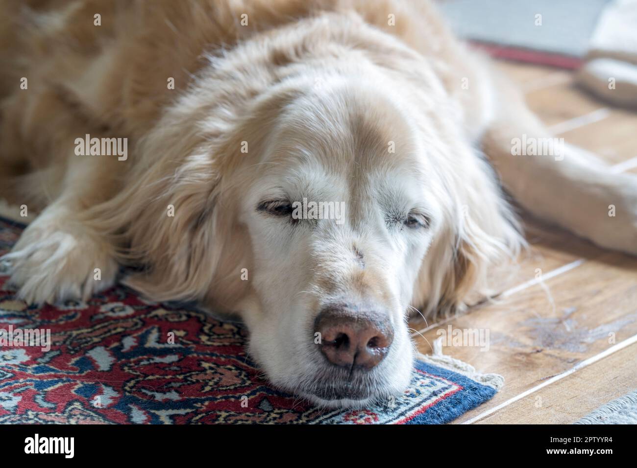 Senior male Golden Retriever sleeping on his dog bed Stock Photo - Alamy
