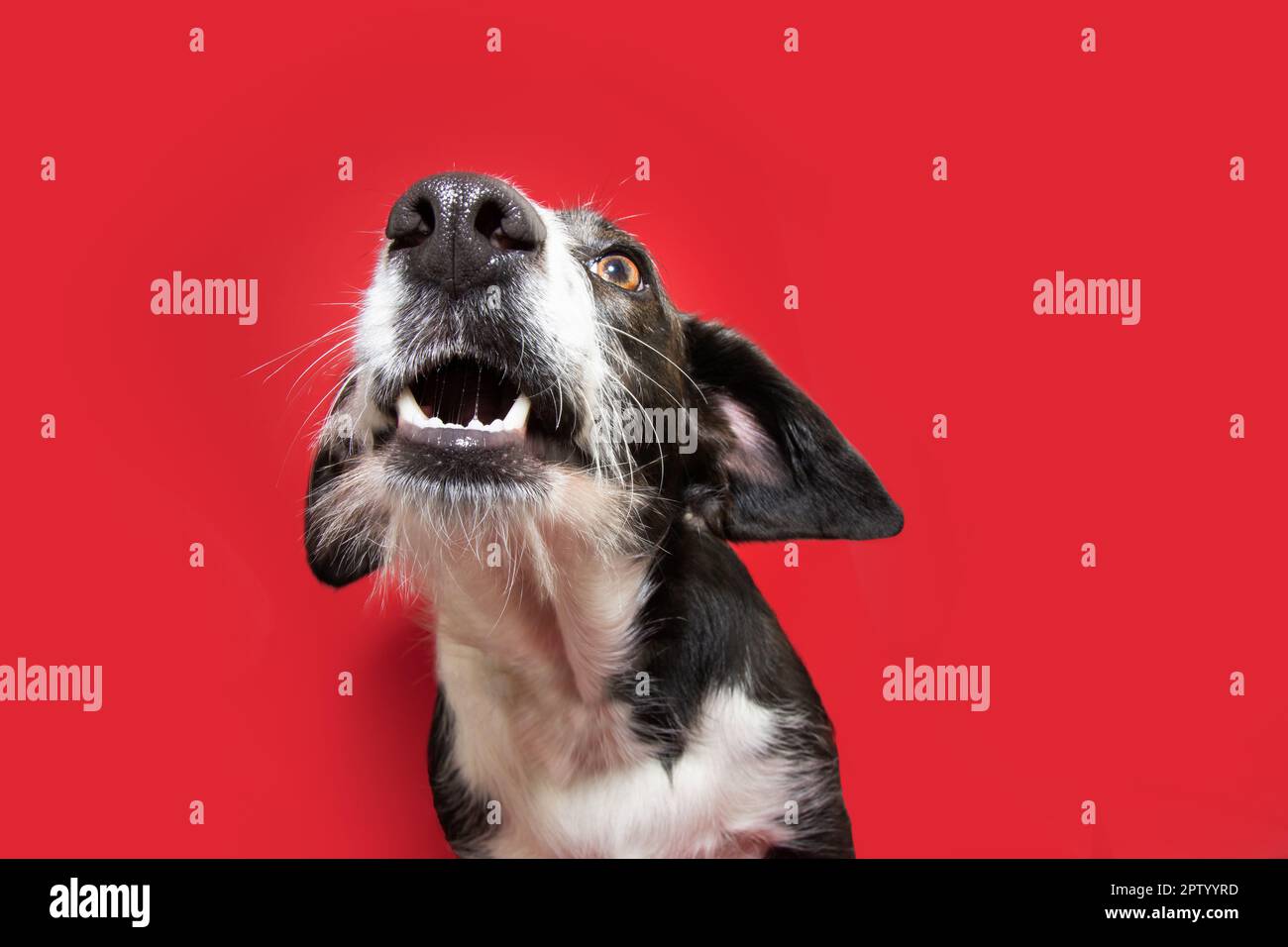 Portrait funny puppy dog with open mouth begging food. Isolated on red magenta background Stock Photo
