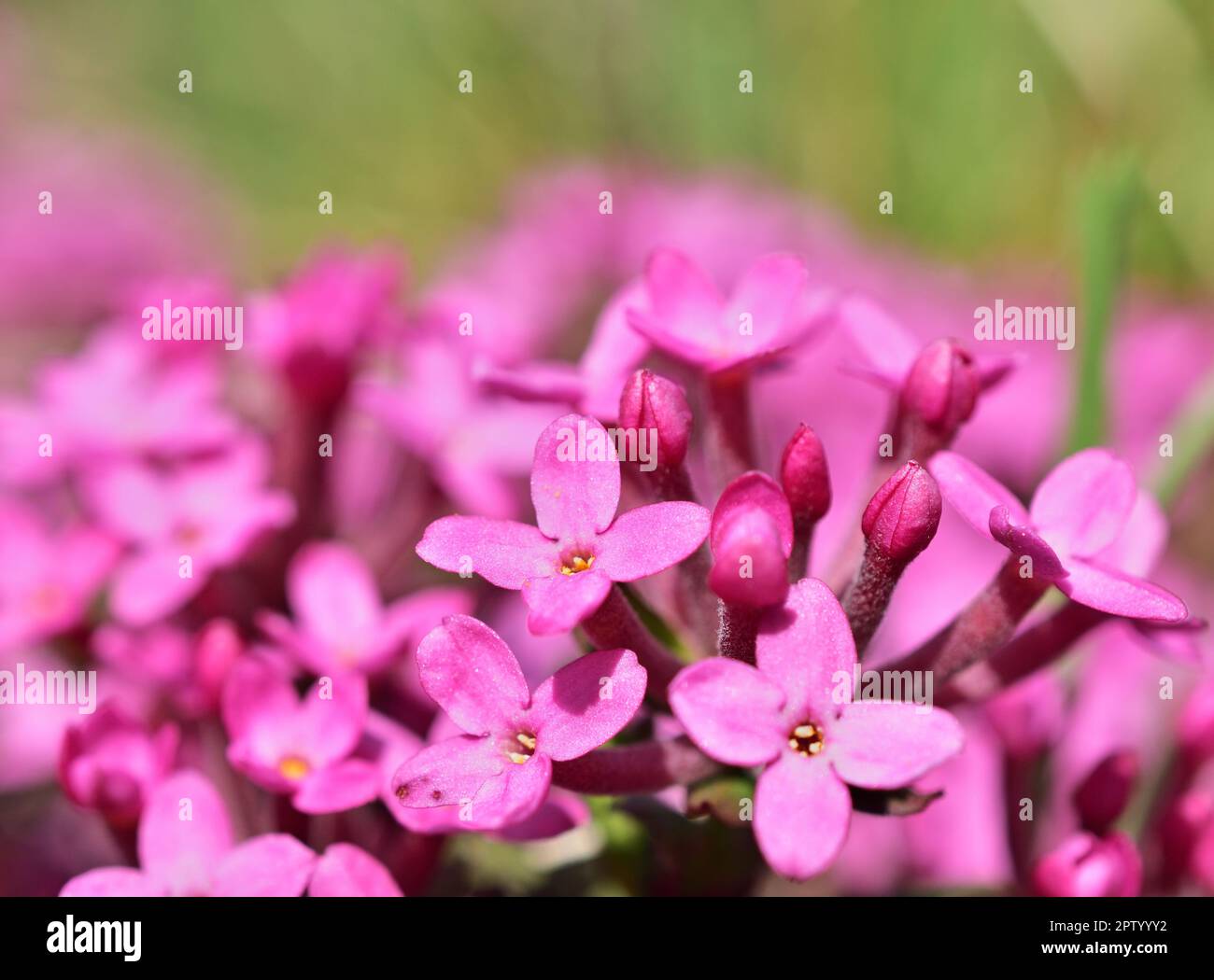 Daphne cneorum, the garland flower or rose daphne Stock Photo