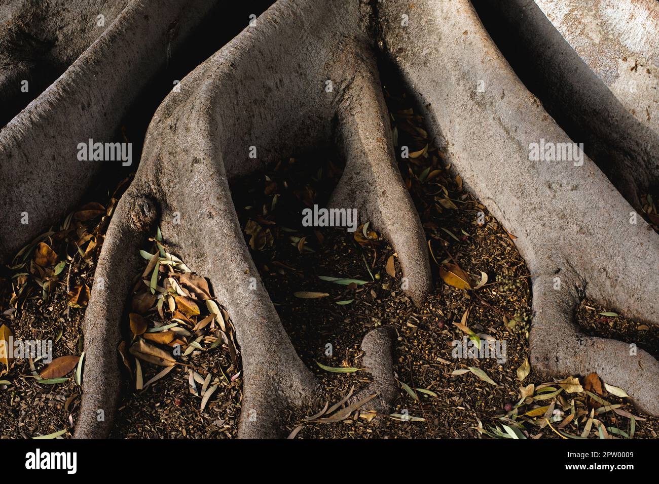 Exposed Large Tree Roots Stock Photo