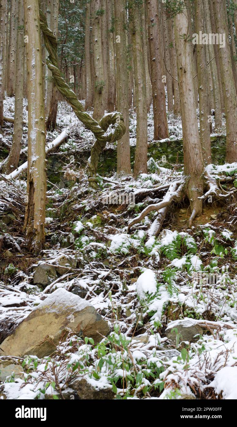 Forest of Japanese cedar Cryptomeria japonica. Kogen