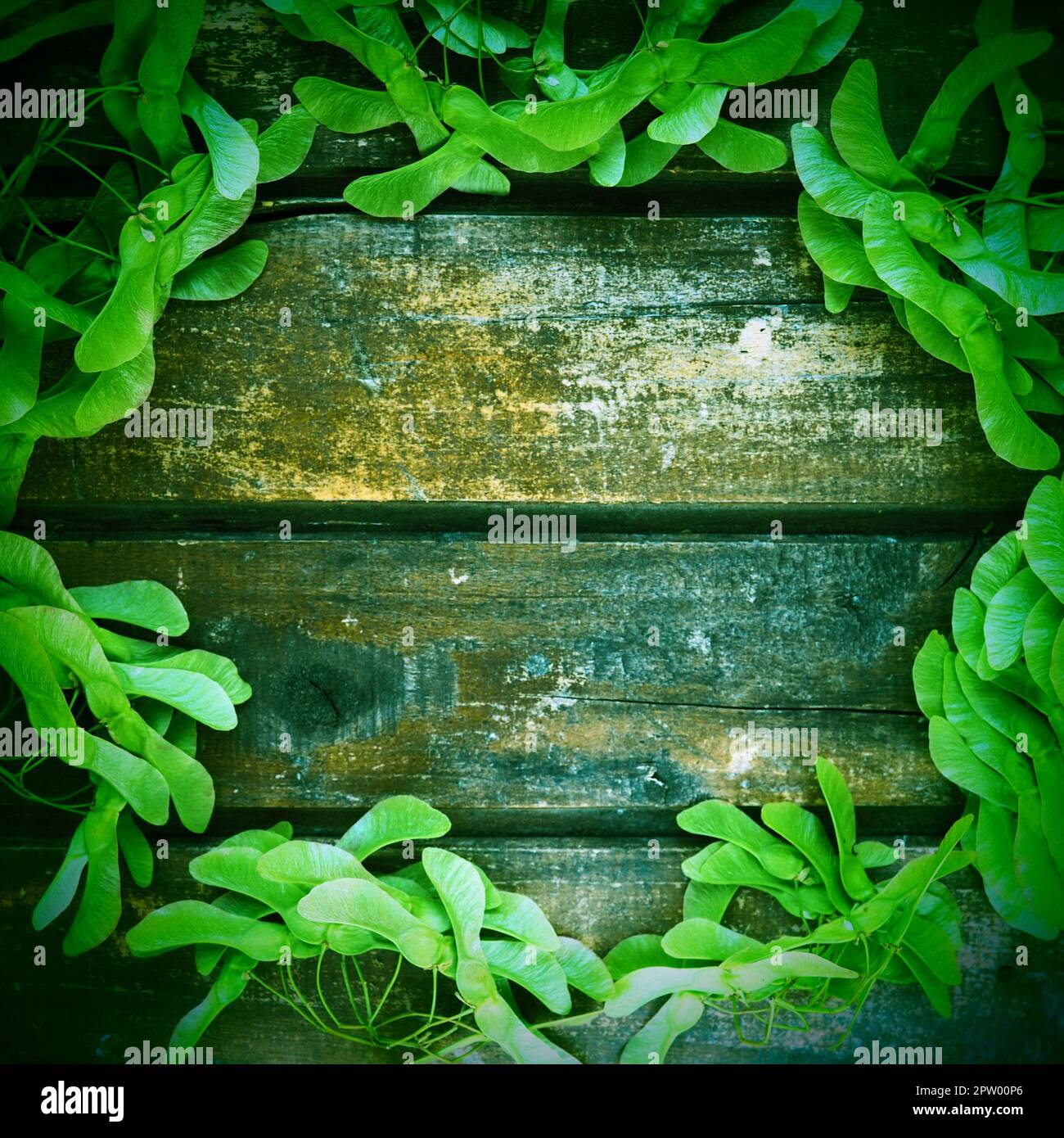 Green maple seeds along the edges of a wooden background made of horizontal planks. Frame or blank for text. Free space for text. copyspace. flat lay. Stock Photo