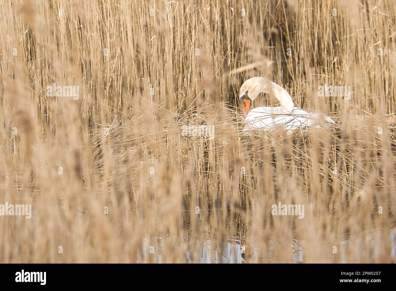 Mute swan breeding on a nest in the reeds on the Darrs near Zingst