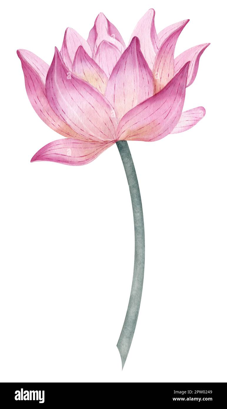 How to Draw a Lotus Flower - Depict This Mystic Bloom With Ease-saigonsouth.com.vn